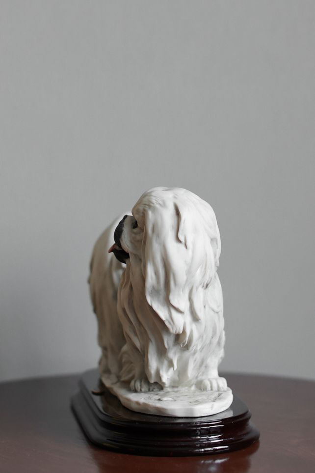 Пекинес, Giuseppe Armani, купить